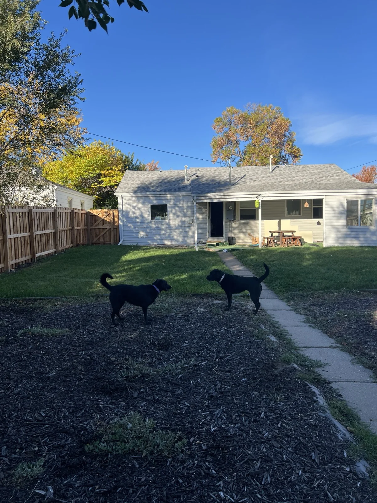 Dog playing in the backyard
